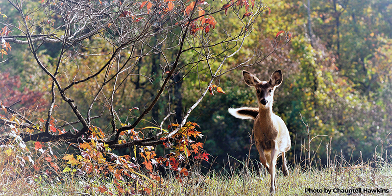 Maryland’s Junior Deer Hunt Opens November 16